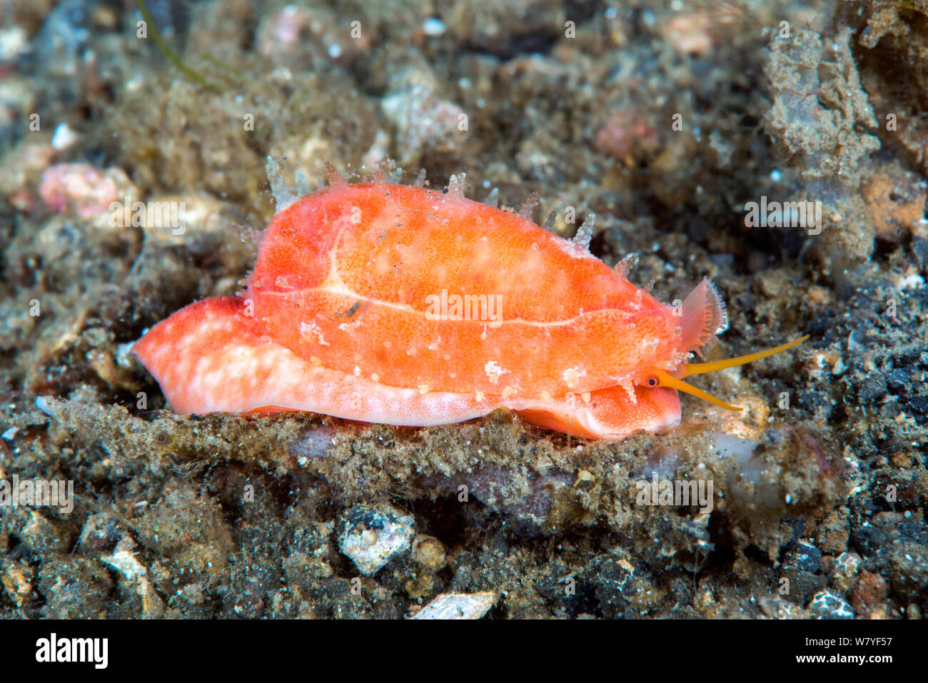 Tapering cowrie (Cypraea teres) Lembeh Strait, North Sulawesi, Indonesia. Stock Photo