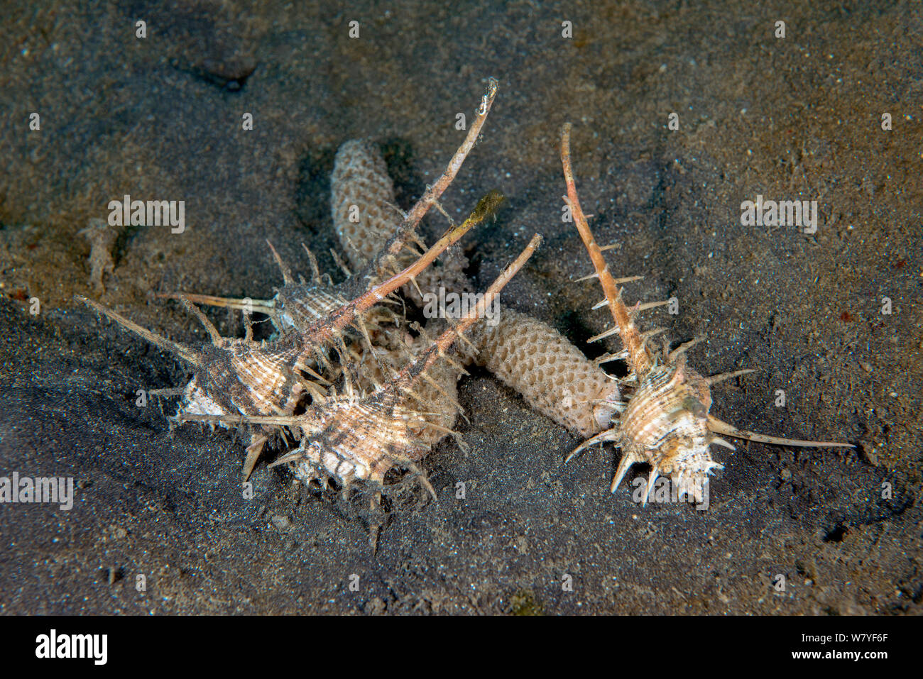 Caltrop murex (Murex Tribulus) laying their egg masses on muddy seafloor of the Lembeh Lembeh Strait, North Sulawesi, Indonesia. Stock Photo