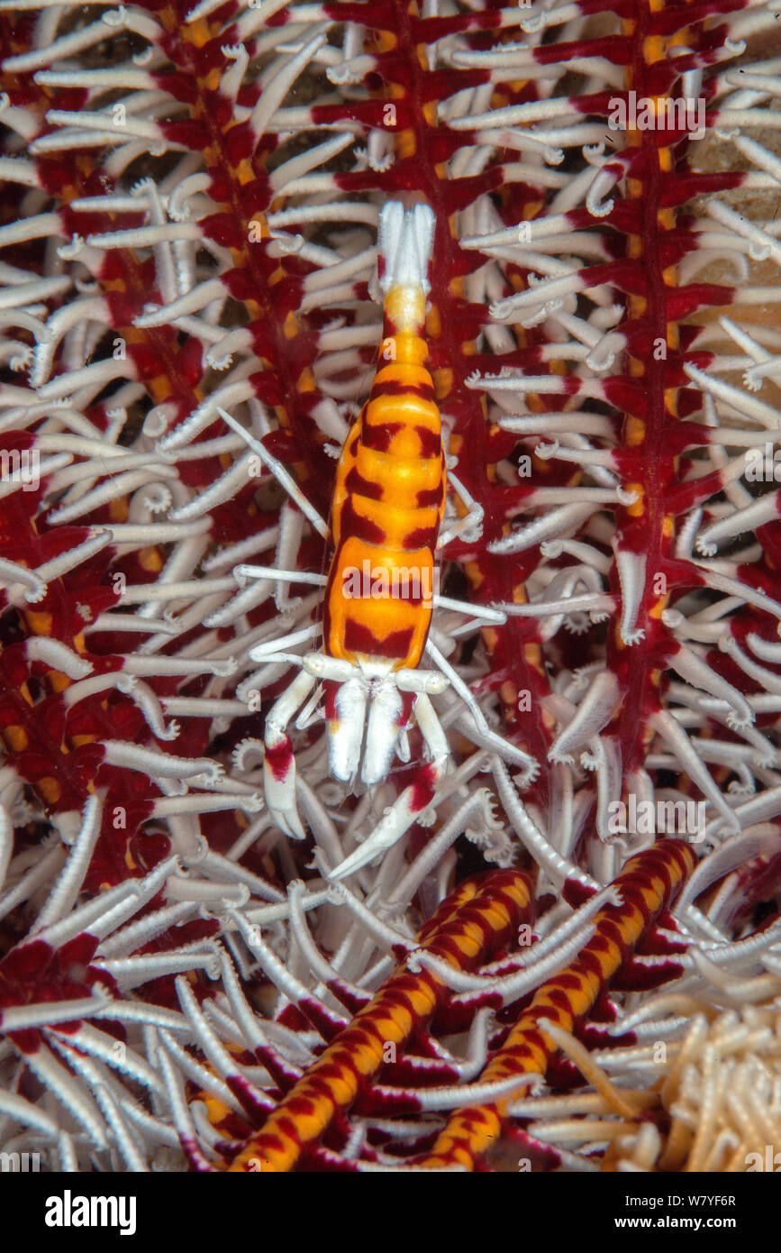 Ambon crinoid shrimp (Laomenes amboinensis) camouflaged on crinoid, Lembeh Strait, North Sulawesi, Indonesia. Stock Photo