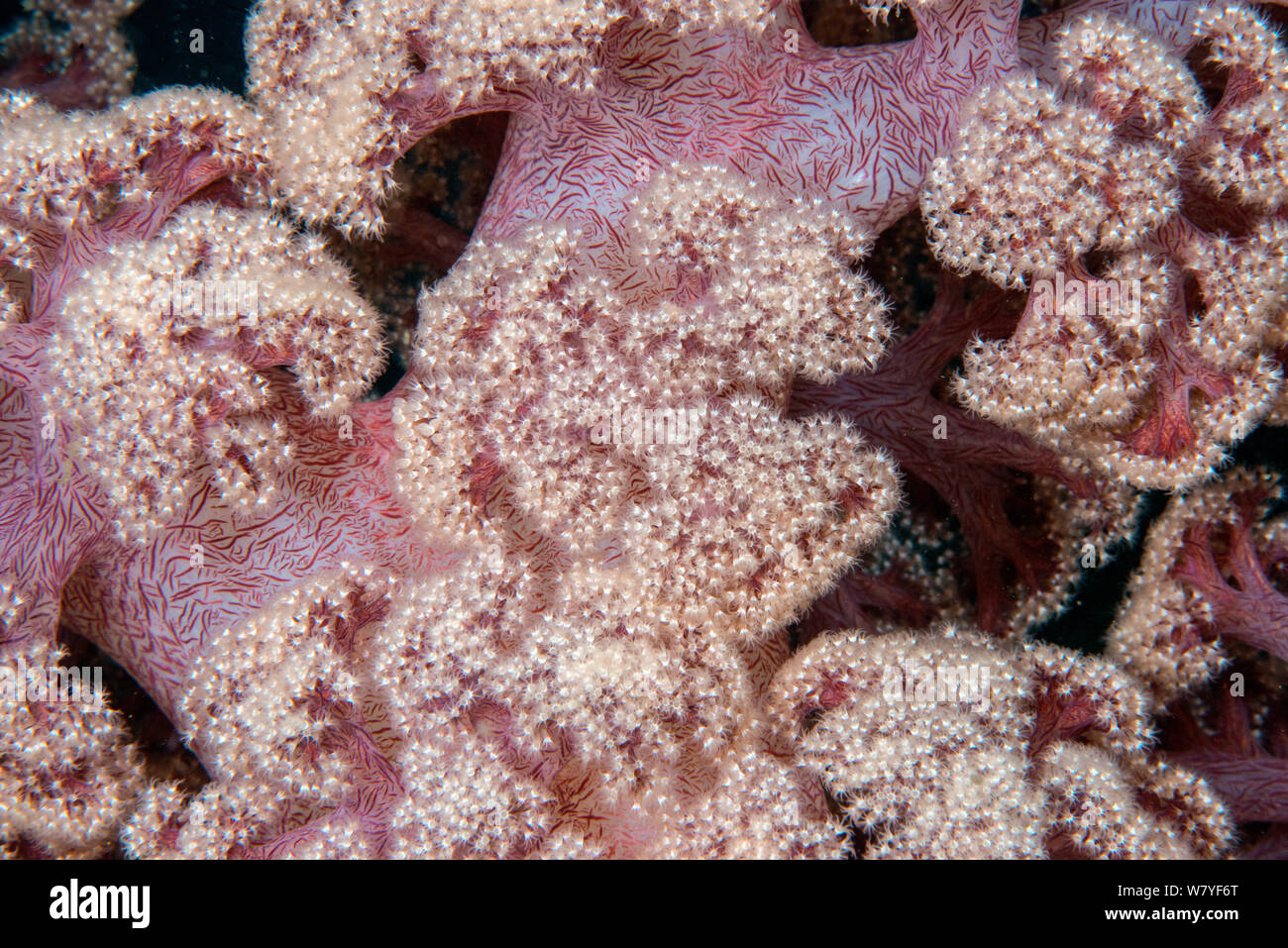 Red soft coral (Dendronephthya sp.) close up. Lembeh Strait, North Sulawesi, Indonesia. Stock Photo