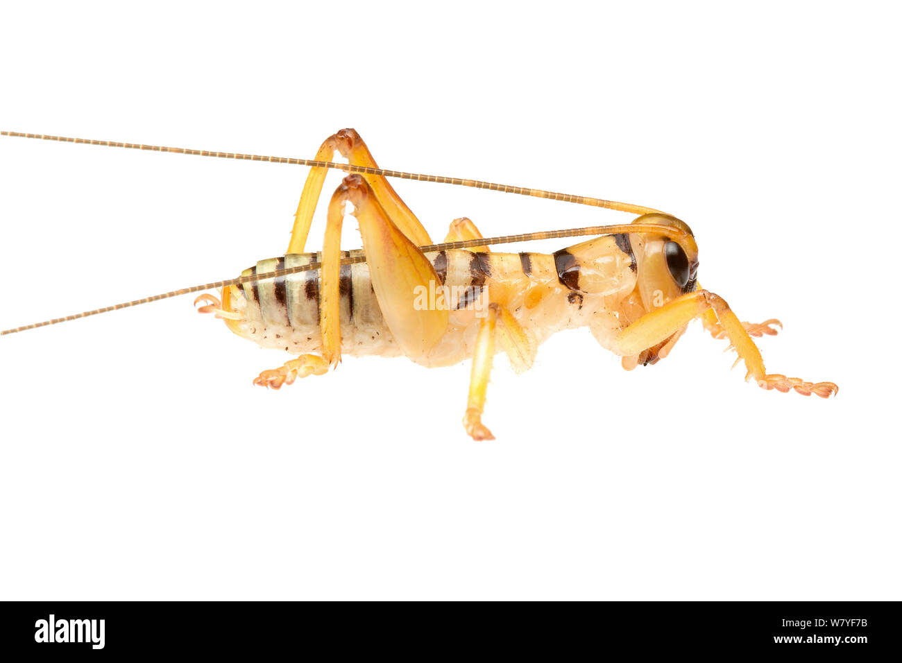 Orange raspy cricket (Hadrogryllacris sp), Western Australia. meetyourneighbours.net project Stock Photo