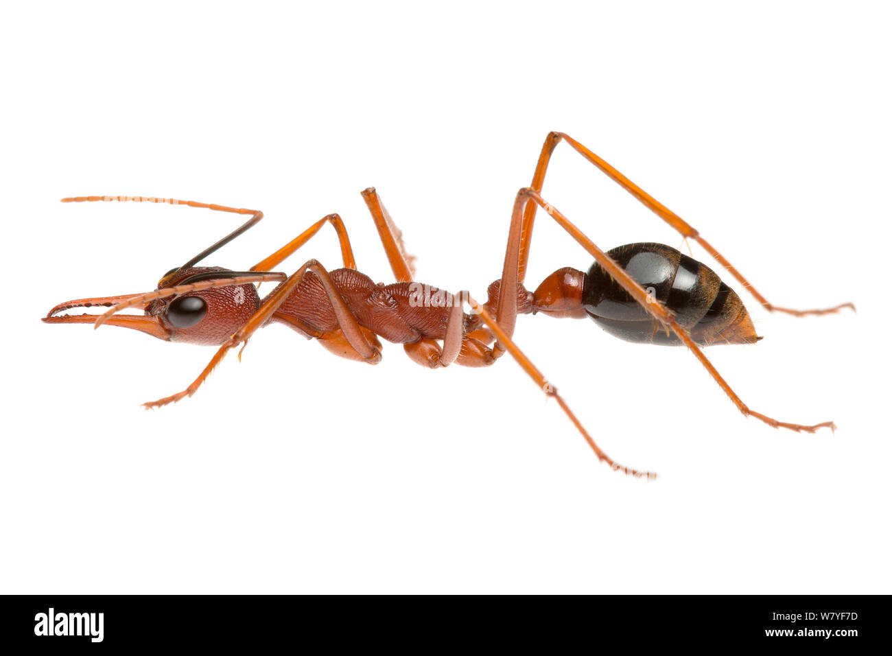 Inch ant hi res stock photography and images Alamy