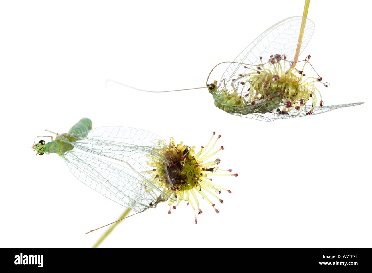 Bridal rainbow (Drosera macrantha) with captured lacewings, Western Australia. meetyourneighbours.net project Stock Photo