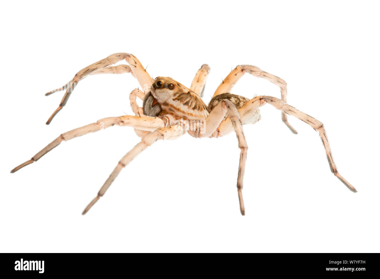 Wolf spider (Lycosa ariadnae), Western Australia. meetyourneighbours.net project Stock Photo