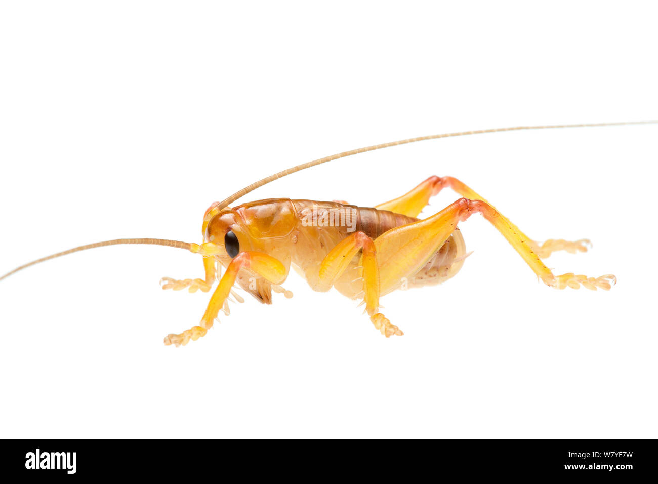 Orange raspy cricket (Hadrogryllacris sp), Western Australia. meetyourneighbours.net project Stock Photo