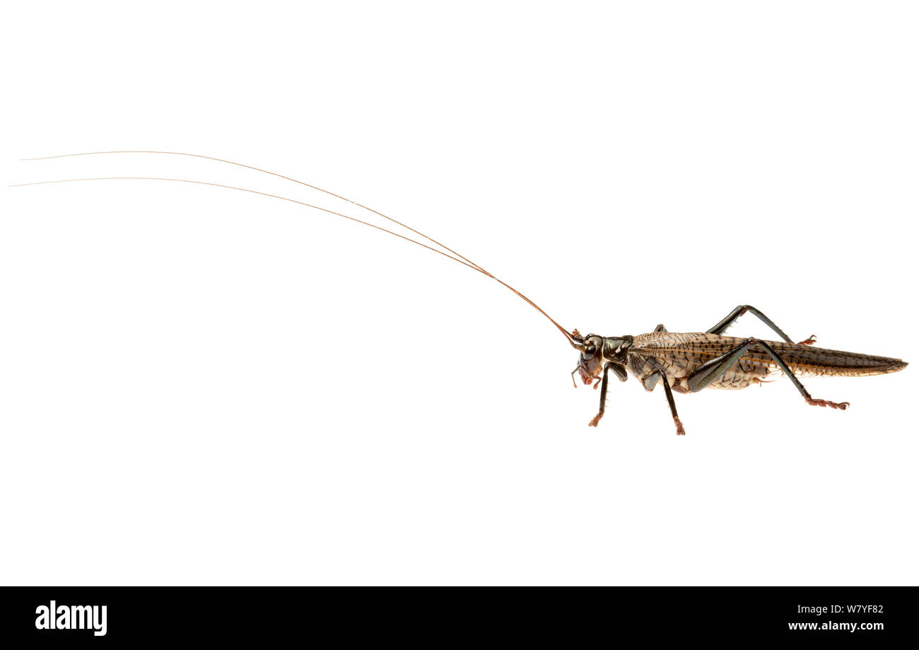 Black raspy cricket (Hadrogryllacris sp), Western Australia. meetyourneighbours.net project Stock Photo