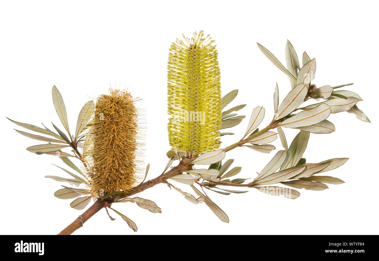 Albany Banksia (Banksia verticillata), Western Australia. meetyourneighbours.net project Stock Photo