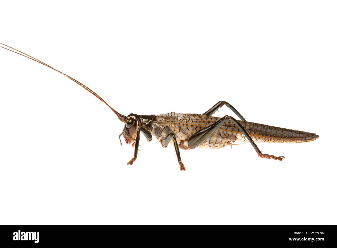 Black raspy cricket (Hadrogryllacris sp), Western Australia. meetyourneighbours.net project Stock Photo