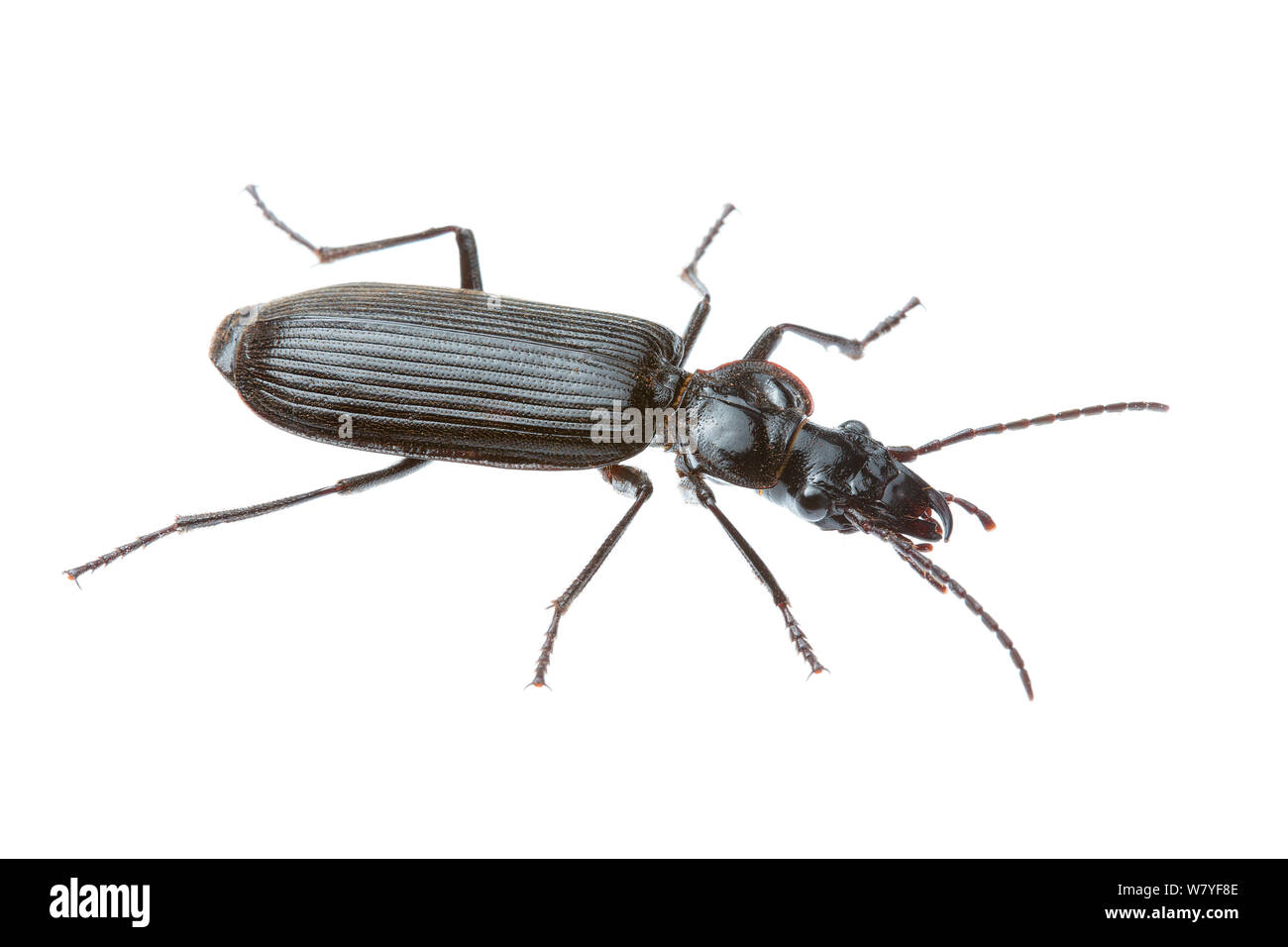 Black ground beetle (Helluonidius sp), Meekatharra Shire, Gascoyne Bioregion, Western Australia. meetyourneighbours.net project Stock Photo