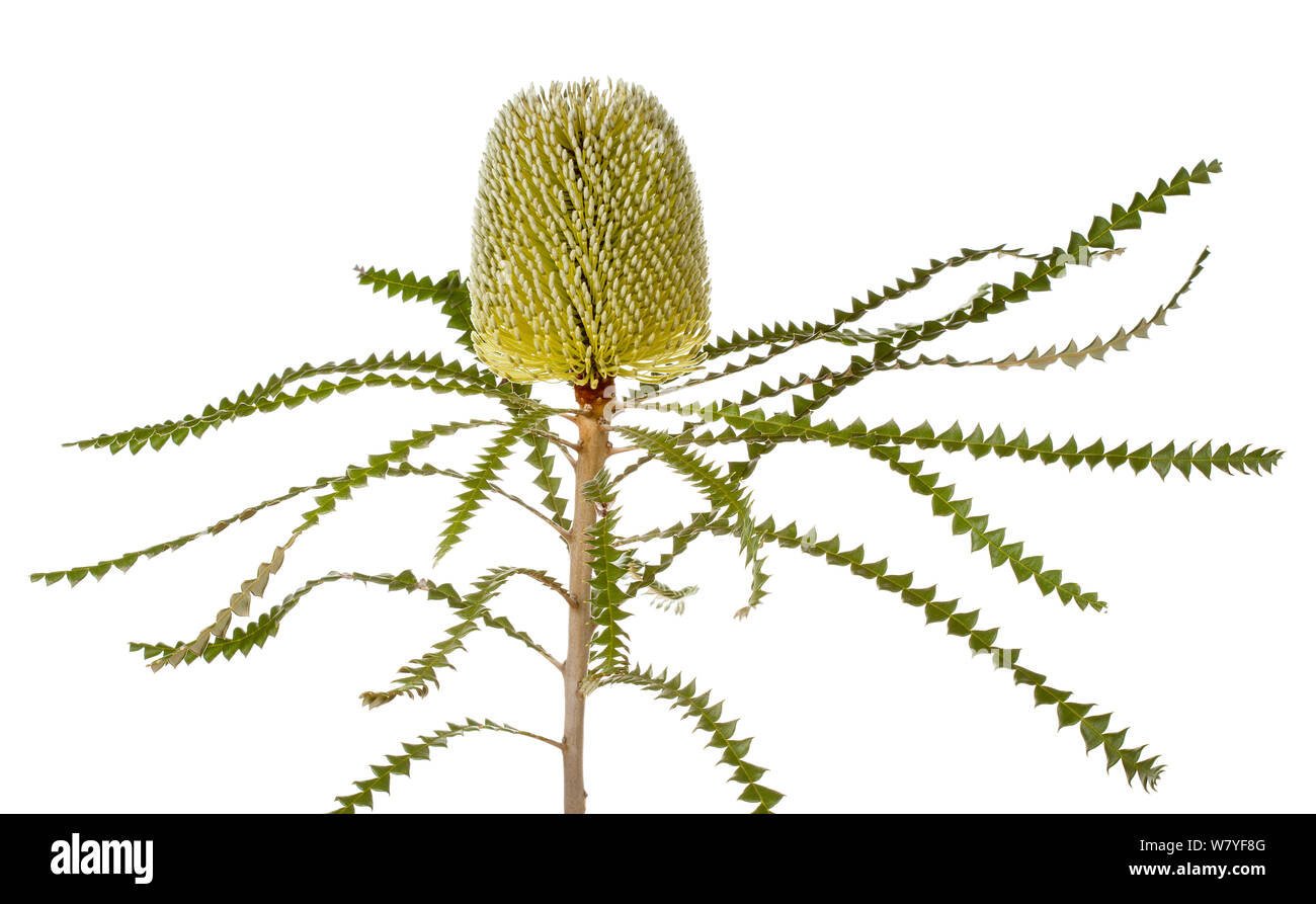 Showy Banksia (Banksia speciosa), Western Australia. meetyourneighbours.net project Stock Photo