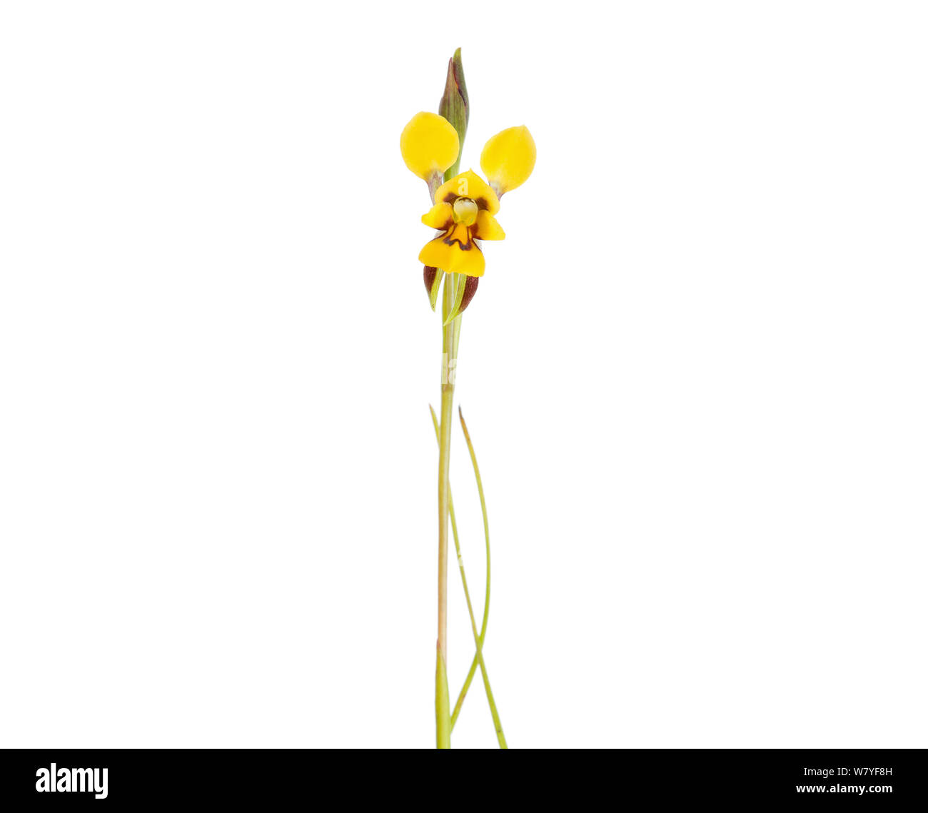 Elegant donkey orchid (Diuris concinna), Western Australia. meetyourneighbours.net project Stock Photo