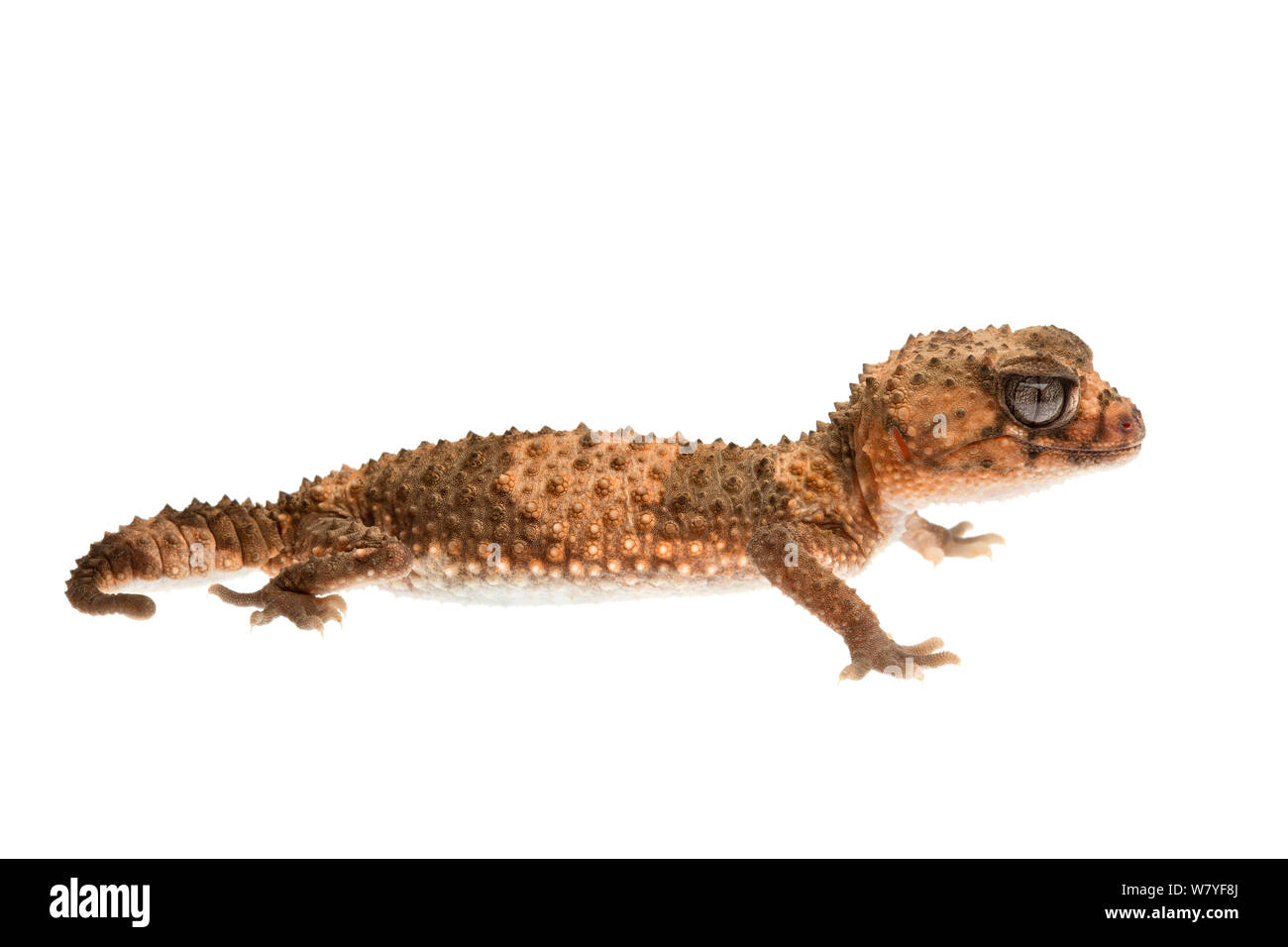 Banded knob-tailed gecko (Nephrurus wheeleri), Western Australia. meetyourneighbours.net project Stock Photo