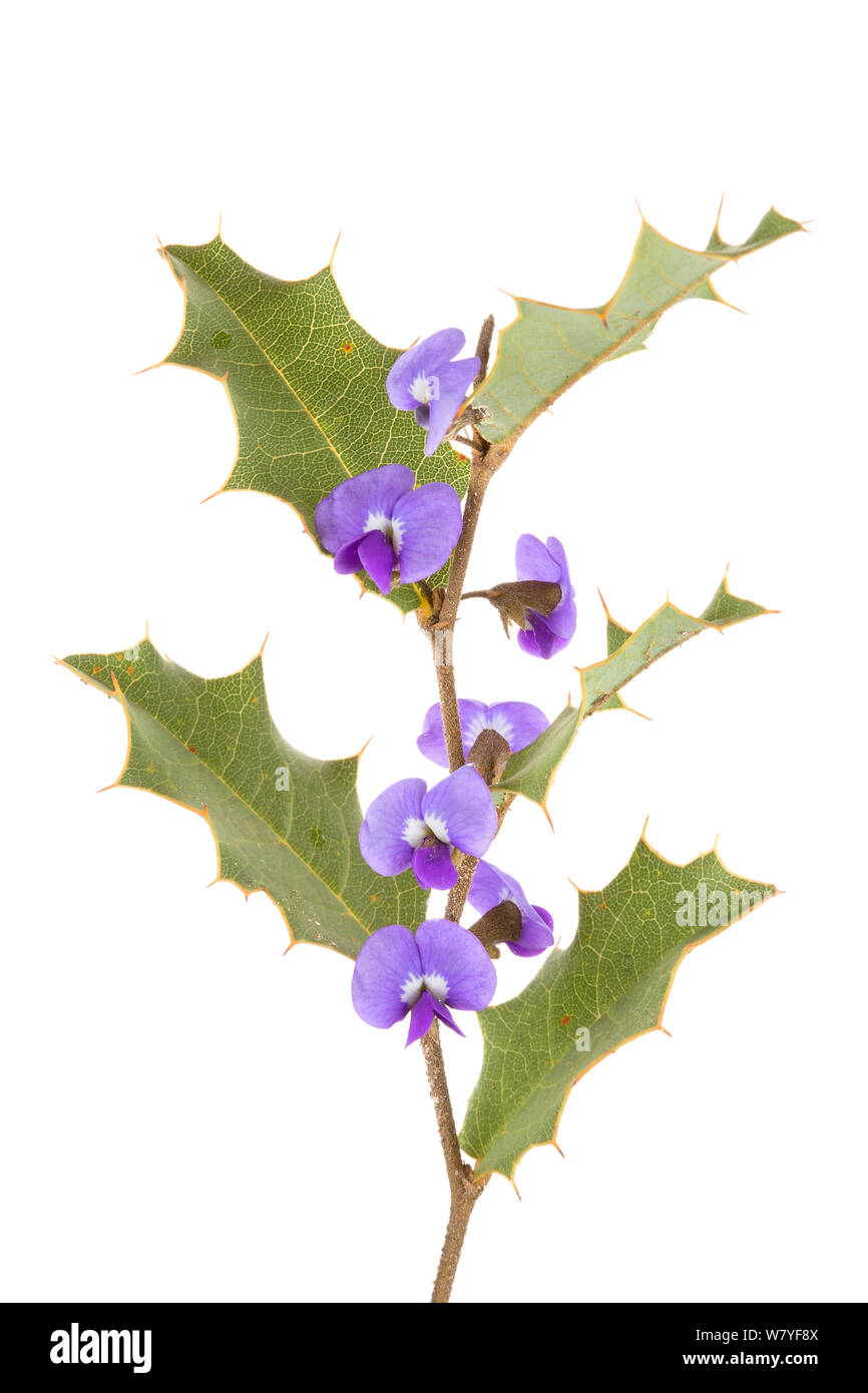 Prickly Hovea (Hovea chorizemifolia), Western Australia. meetyourneighbours.net project Stock Photo