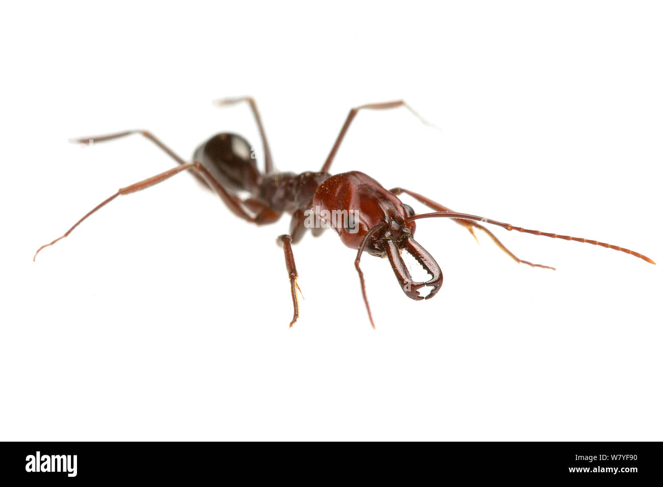 Trap-jaw ant (Odontomachus sp), Western Australia. meetyourneighbours.net project Stock Photo