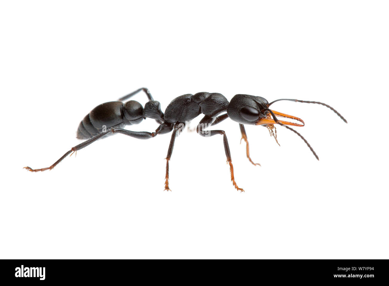 Jack jumper ant (Myrmecia pilosula), Western Australia. meetyourneighbours.net project Stock Photo
