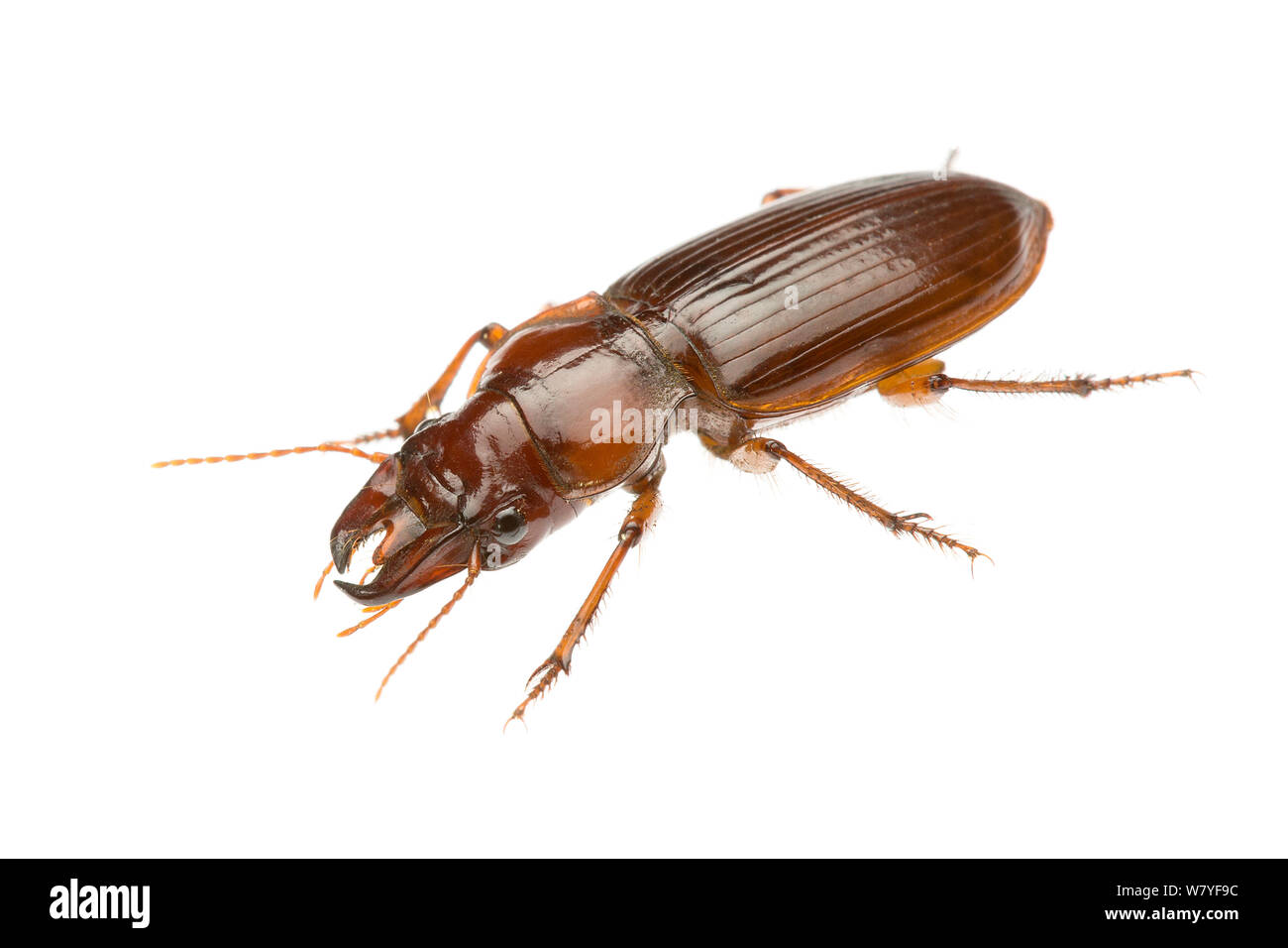 Carabid beetle (Phorticosomus sp), Western Australia. meetyourneighbours.net project Stock Photo