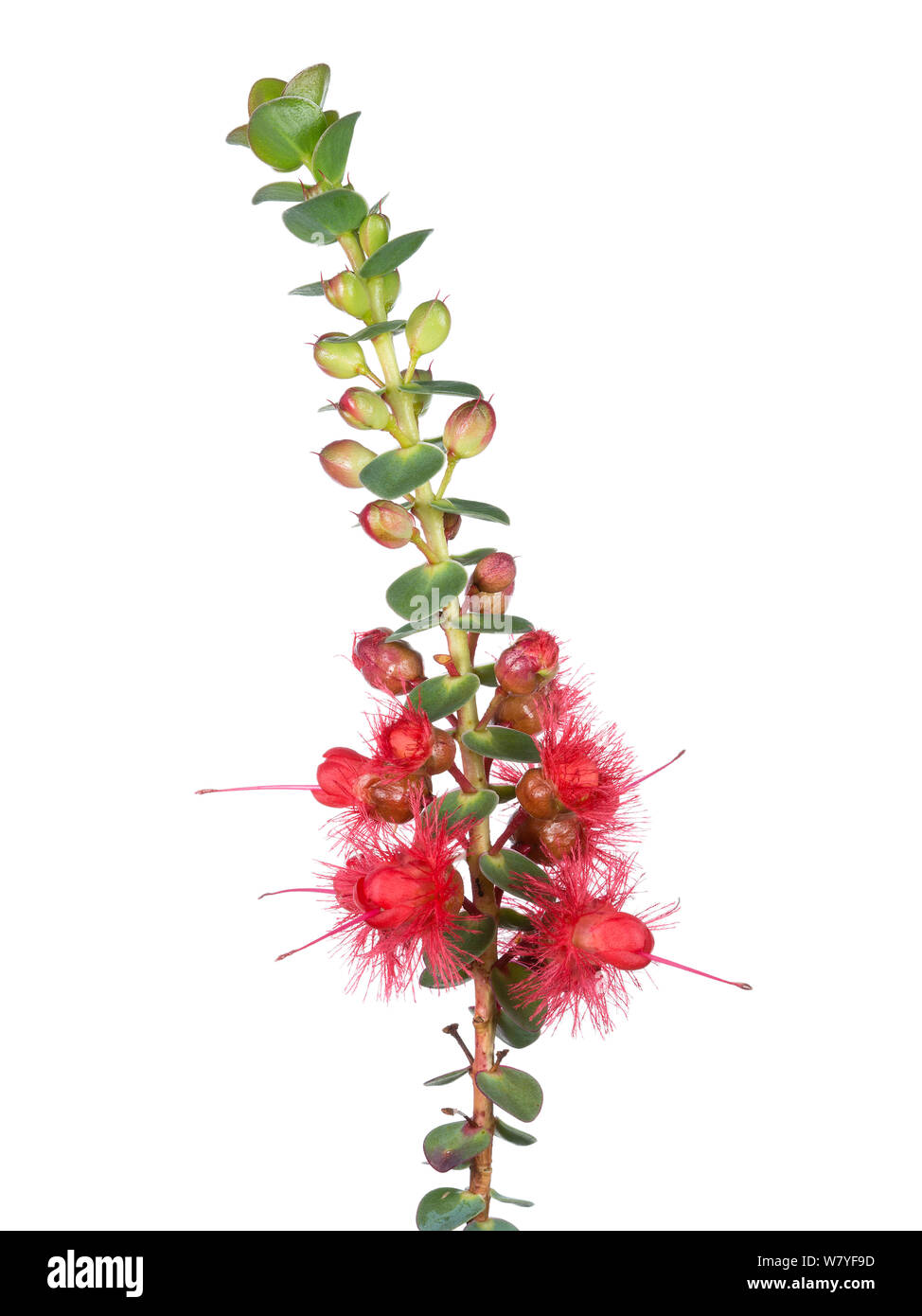 Scarlet featherflower (Verticordia grandis) Western Australia. meetyourneighbours.net project Stock Photo
