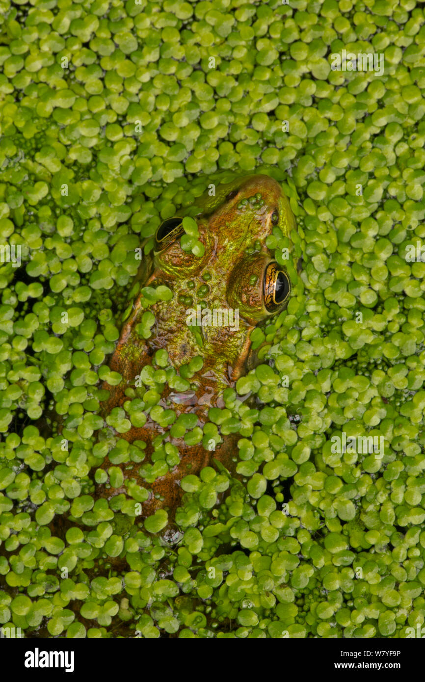 Green frog (Lithobates clamitans) amongst duckweed at surface, Washington DC, USA, August. Stock Photo