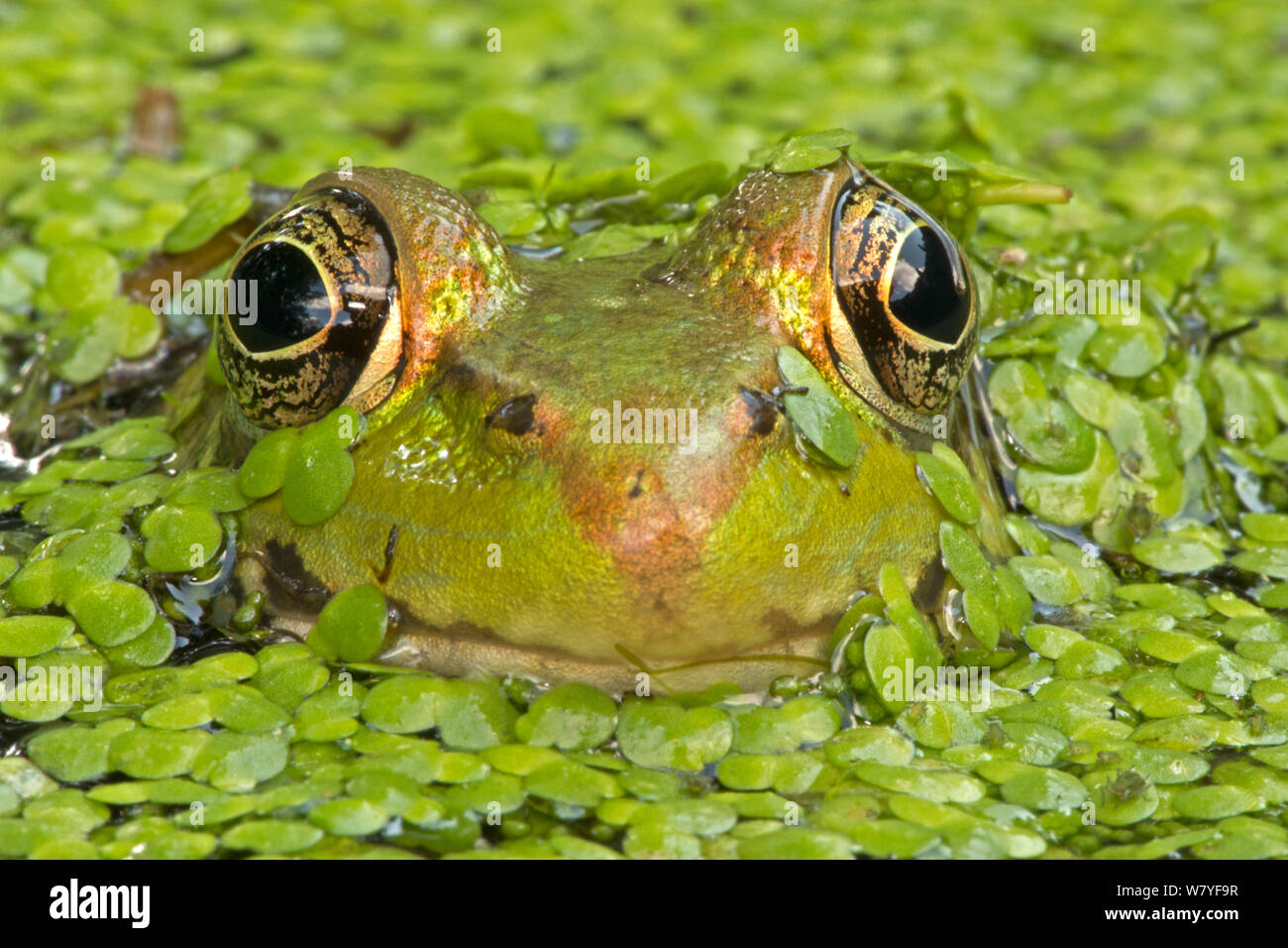Green frog (Lithobates clamitans) amongst duckweed at surface, Washington DC, USA, September. Stock Photo
