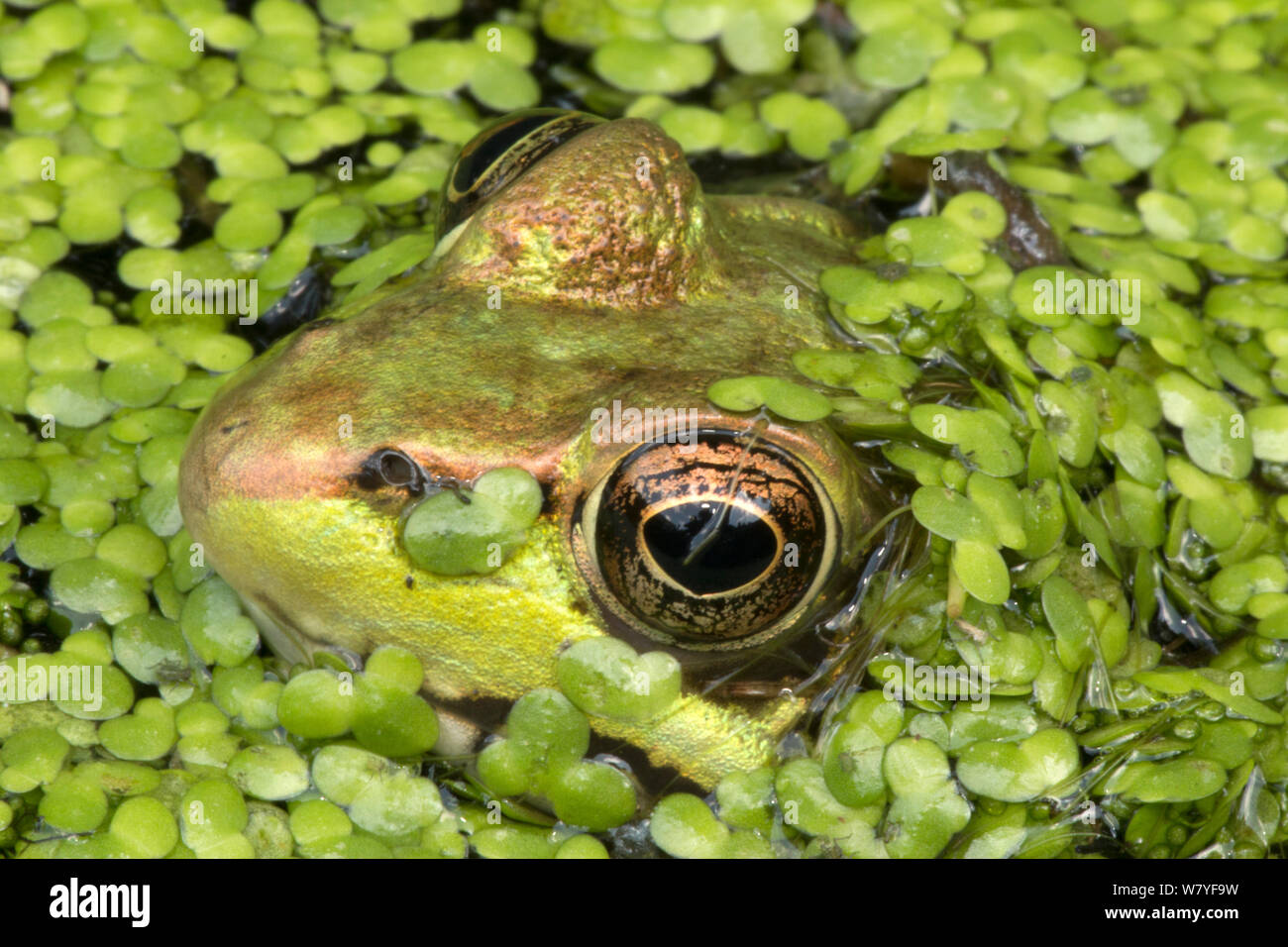 Green frog (Lithobates clamitans) amongst duckweed at surface, Washington DC, USA, September. Stock Photo