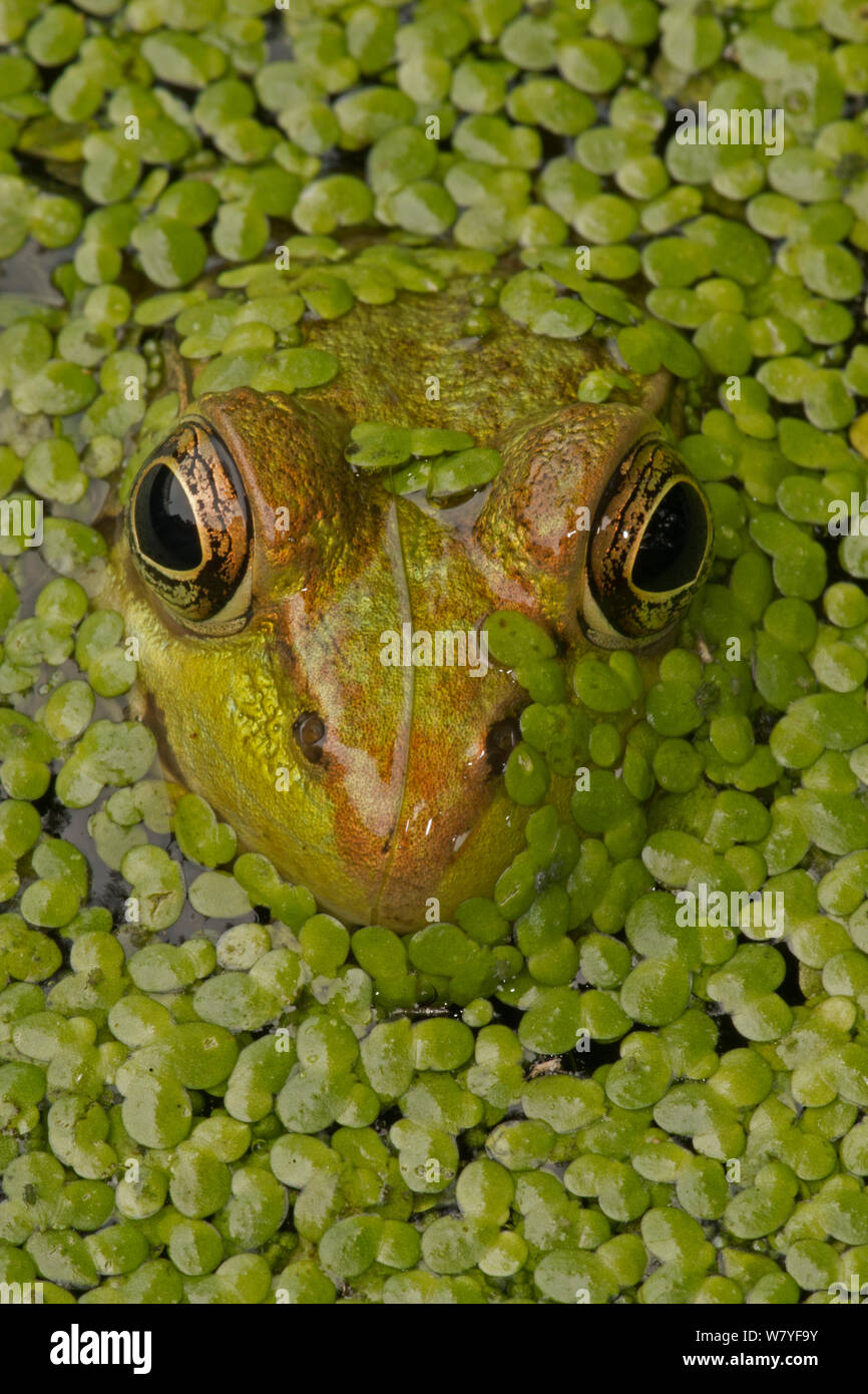 Green frog (Lithobates clamitans) amongst duckweed at surface, Washington DC, USA, September. Stock Photo