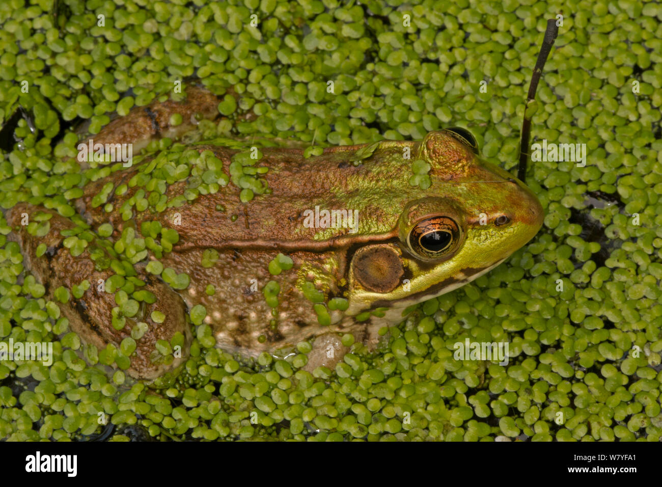 Green frog (Lithobates clamitans) amongst duckweed at surface, Washington DC, USA, September. Stock Photo