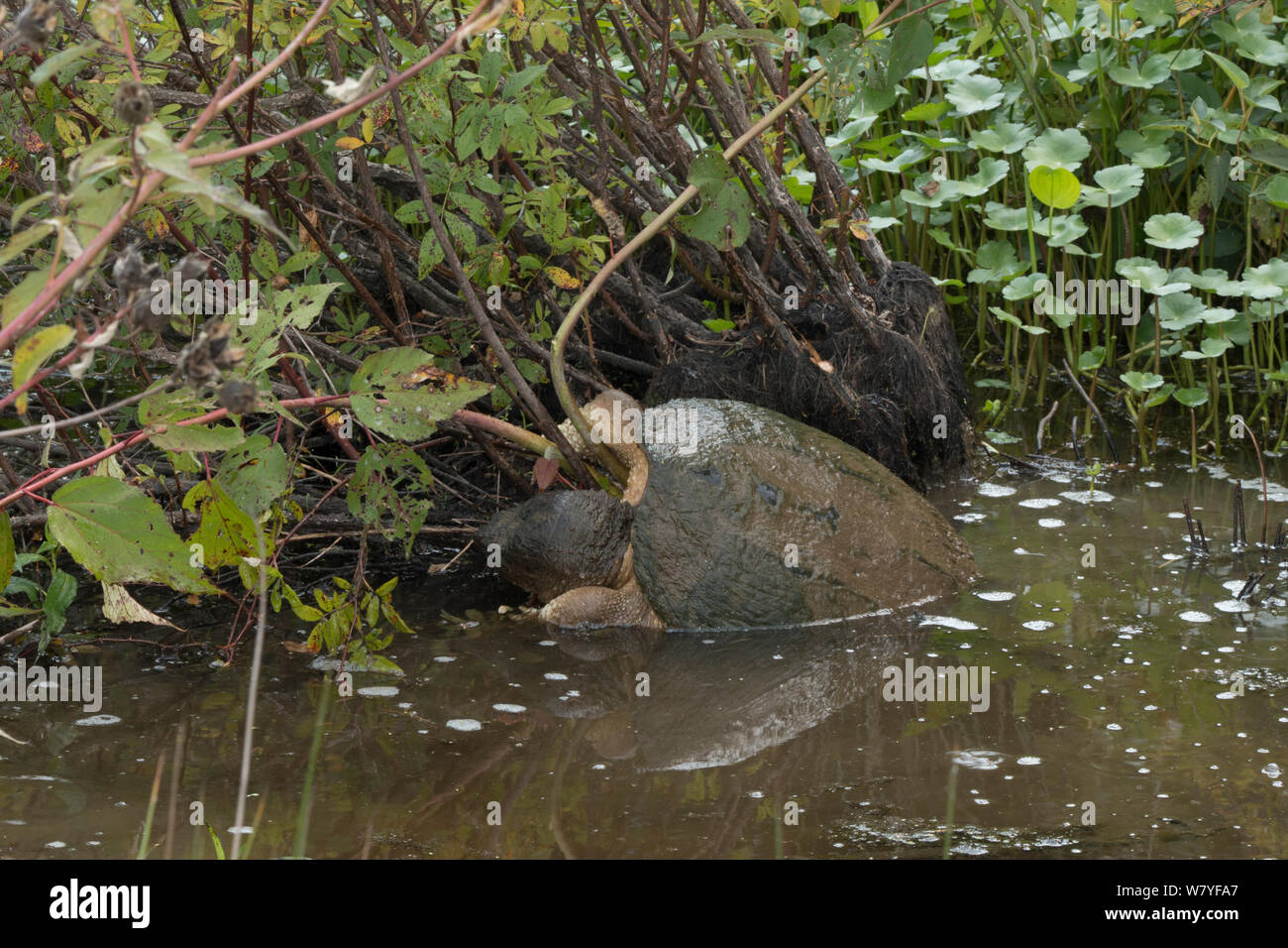Snapping turtle (Chelydra serpentina) climbing out of water, Virginia, USA, September. Stock Photo