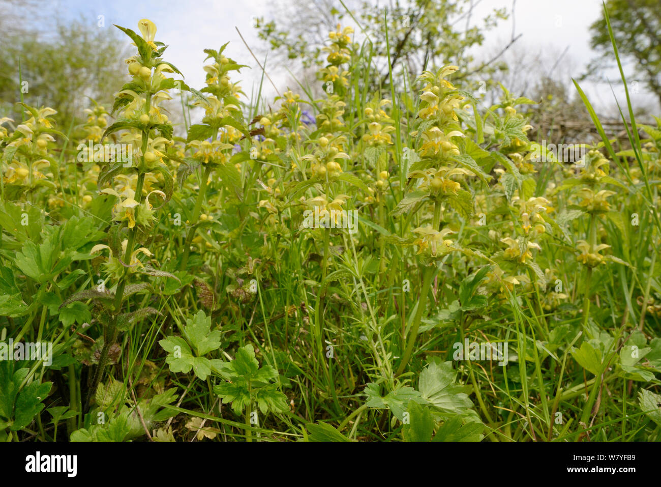 Low angle view of a dense stand of Yellow archangel (Lamium galeobdolum) flowering in a woodland clearing, GWT Lower Woods reserve, Gloucestershire, UK, May. Stock Photo