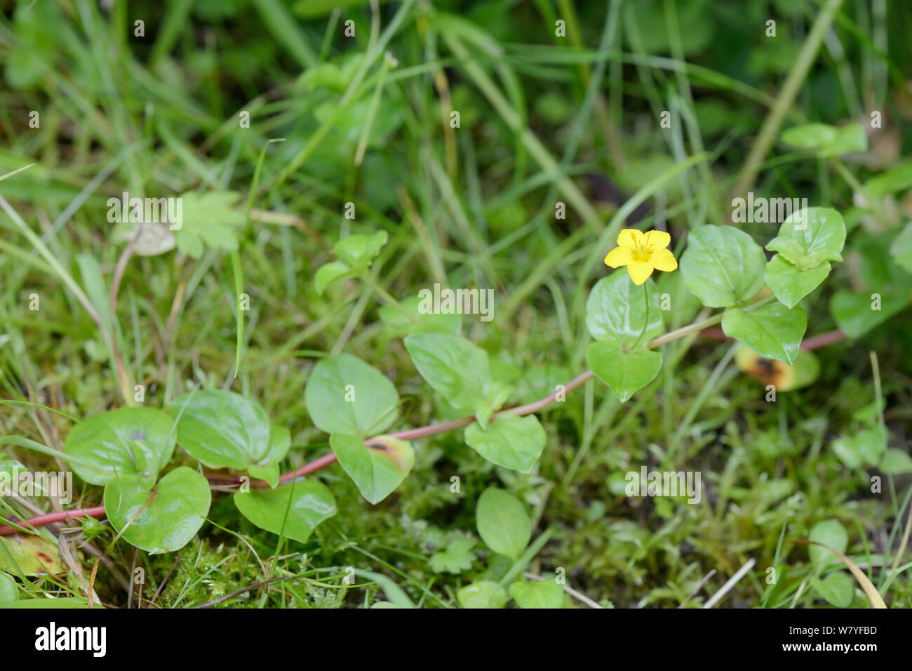Yellow pimpernel (Lysimachia nemorum) flowering on damp woodland edge, Nottinghamshire, UK, June. Stock Photo