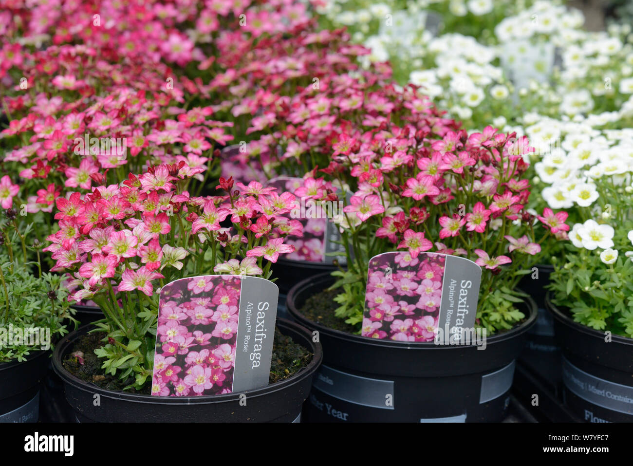 Alpine Rose saxifrage (Saxifraga arendsii) in flower pots at a Garden centre, Wiltshire, UK. Stock Photo