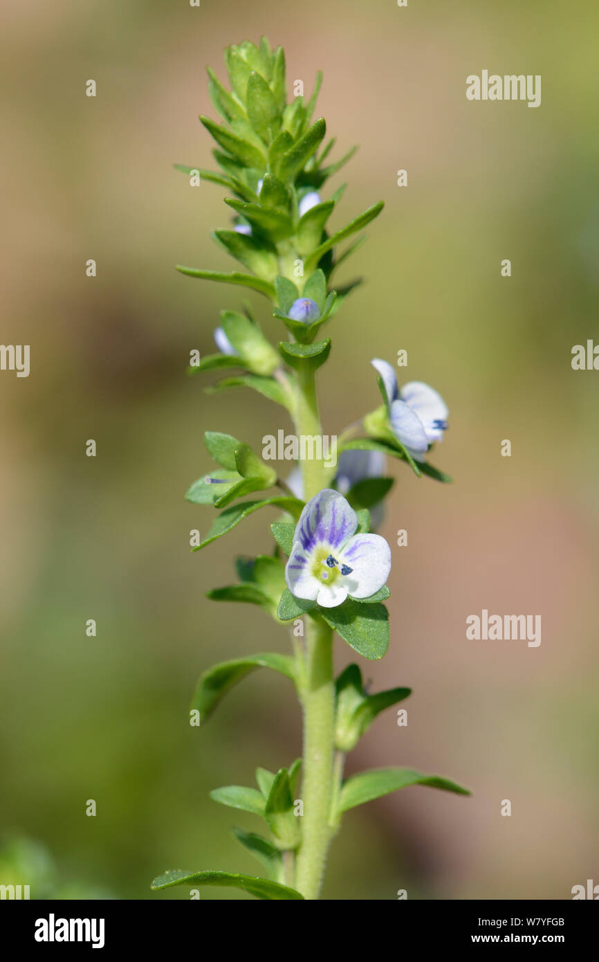 Thyme-leaved Speedwell (Veronica serpyllifolia) flowering in a woodland clearing, GWT Lower Woods reserve, Gloucestershire, UK, May. Stock Photo