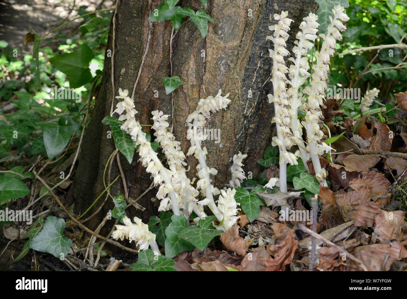 Common toothwort (Lathraea squamaria), a parasite of Hazel (Corylus), flowering in woodland, Bath and Northeast Somerset, UK, April. Stock Photo