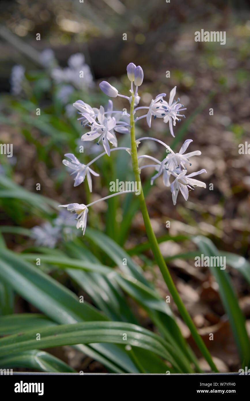 Turkish Squill (Scilla bithynica) an invasive species from eastern Europe and Turkey naturalised in the UK, Bath, Bath and northeast Somerset, April. Stock Photo