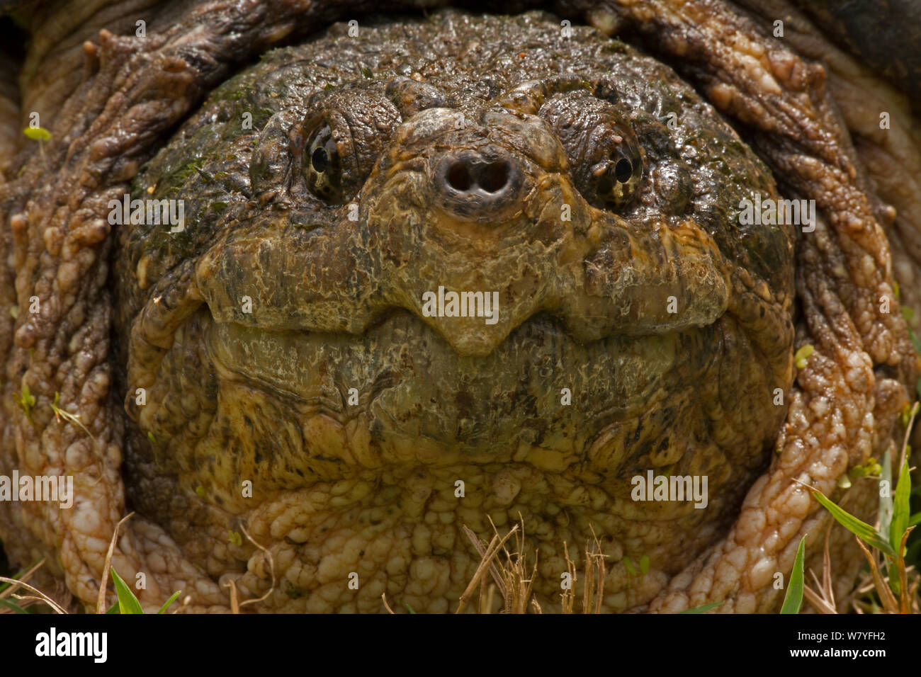 Snapping turtle (Chelydra serpentina) close up head  portrait, Washington DC, USA, August. Stock Photo