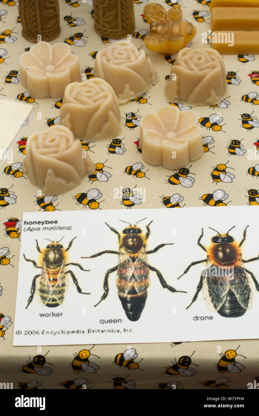 Diagrams of Honeybees (Apis mellifera) with beeswax products used as educational props at agricultural show. Gwent Beekeepers association stand at Usk agricultural show, Gwent, Wales, UK. September 2014. Stock Photo