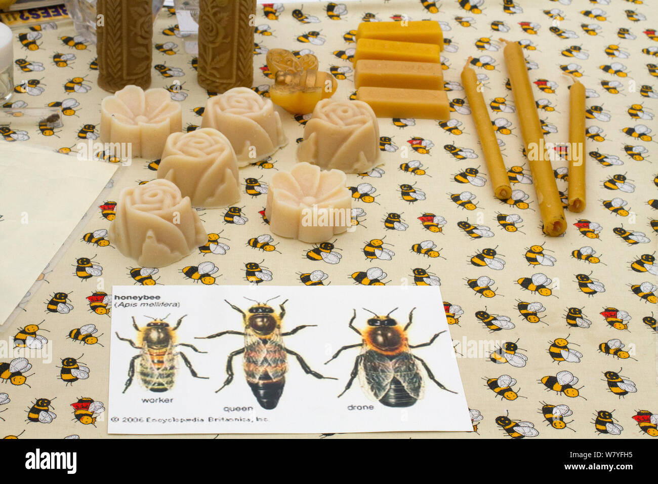 Diagrams of Honeybees (Apis mellifera) with beeswax products used as educational props at agricultural show. Gwent Beekeepers association stand at Usk agricultural show, Gwent, Wales, UK. September 2014. Stock Photo
