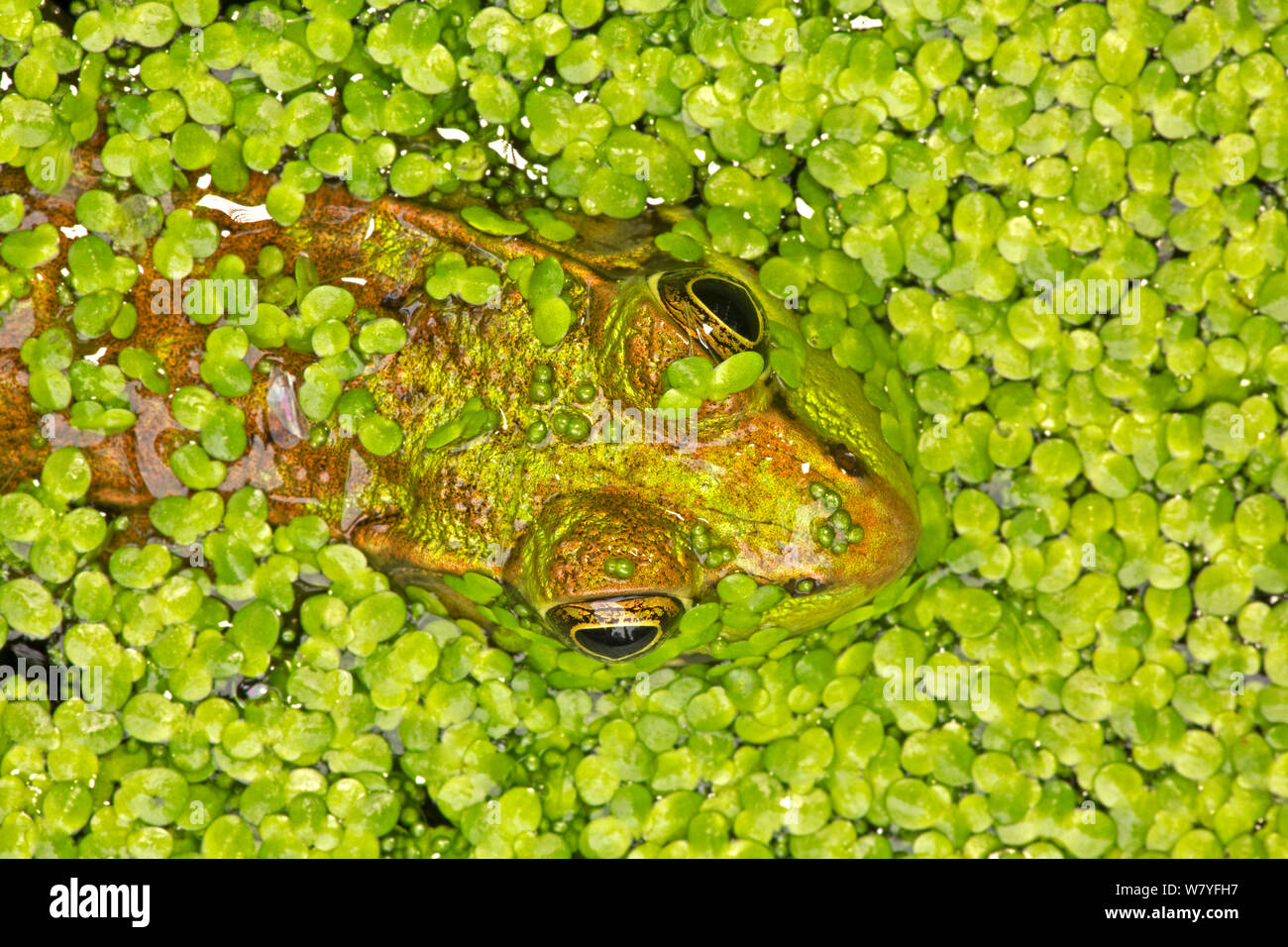 Green frog (Lithobates clamitans) amongst duckweed, Washington DC, USA, August. Stock Photo