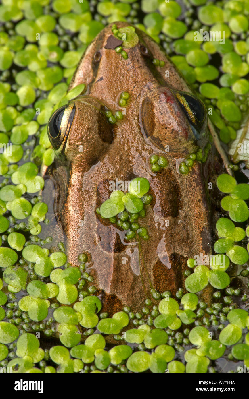 Pickerel frog (Rana palustris) amongst duckweed, Washington DC, USA, August. Stock Photo
