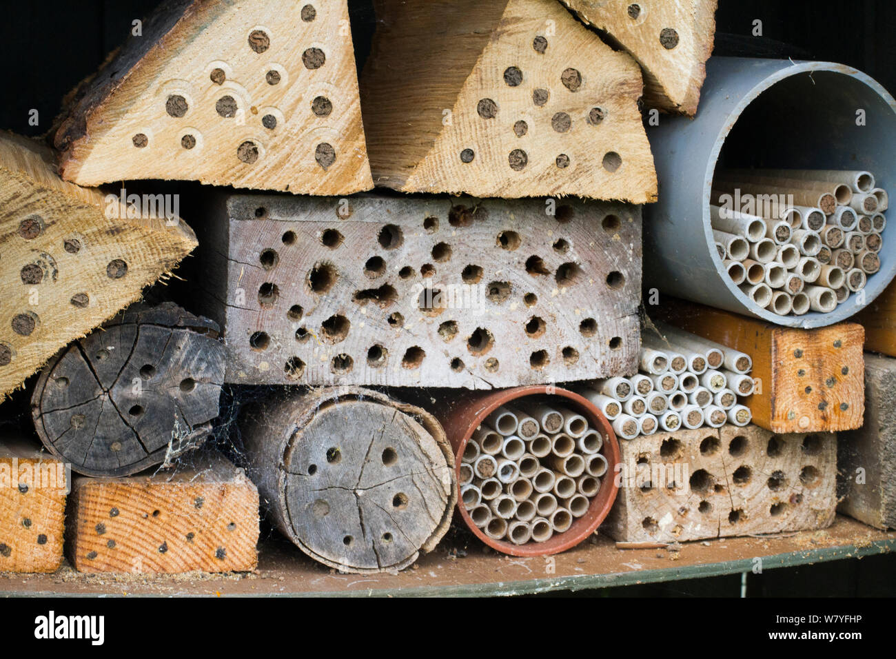 Nest sites for solitary bees, drilled into logs, Chepstow, Wales, UK August. Stock Photo