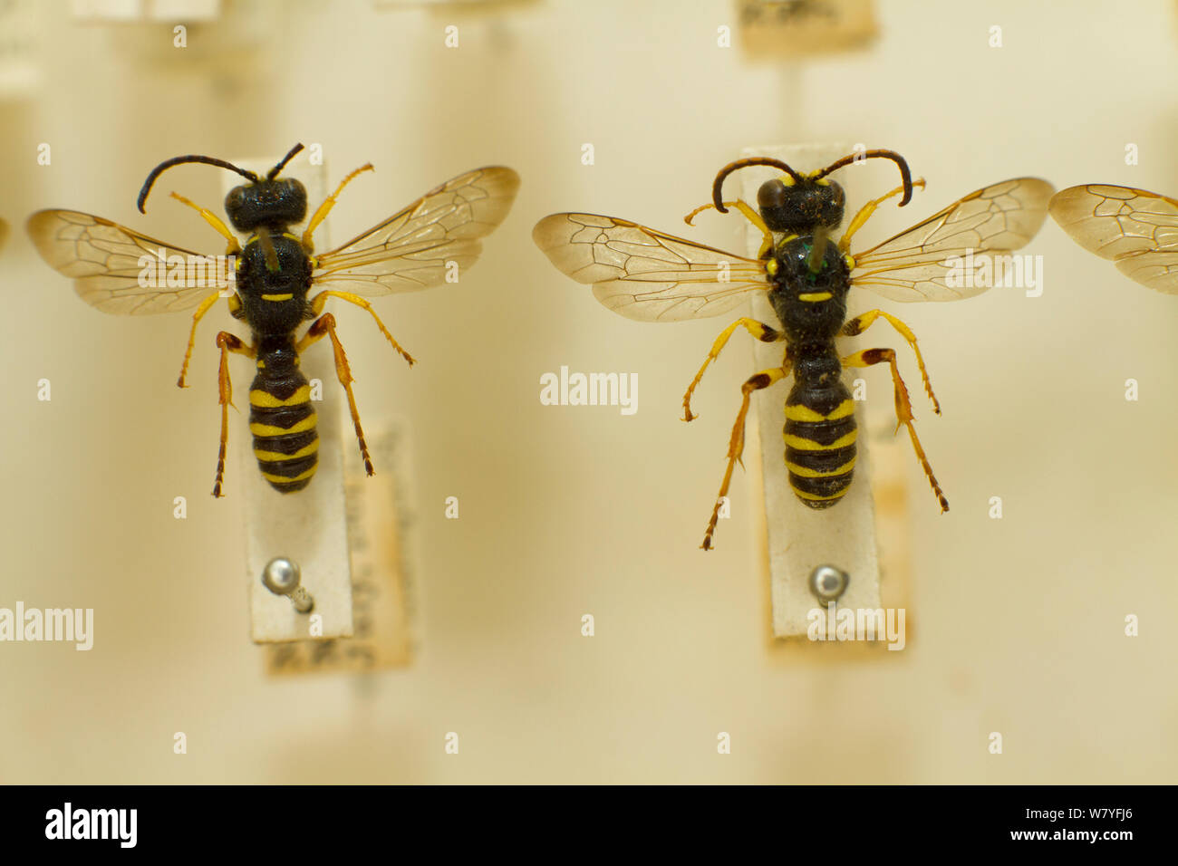Solitary Bees, wasp mimicking species, Oxford Natural History museum, Oxford, UK. Stock Photo