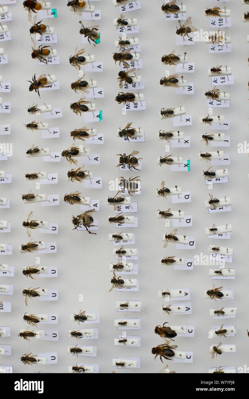 Collection of pinned bees caught for research and identification  Cowley, Oxford, UK, September 2014. Stock Photo