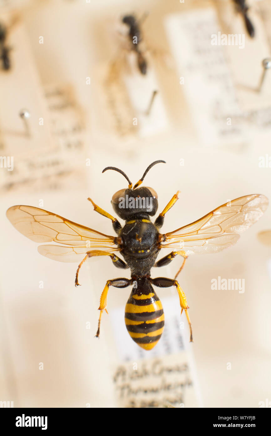 Solitary Bees, wasp mimicking species, Oxford Natural History museum, Oxford, UK. Stock Photo