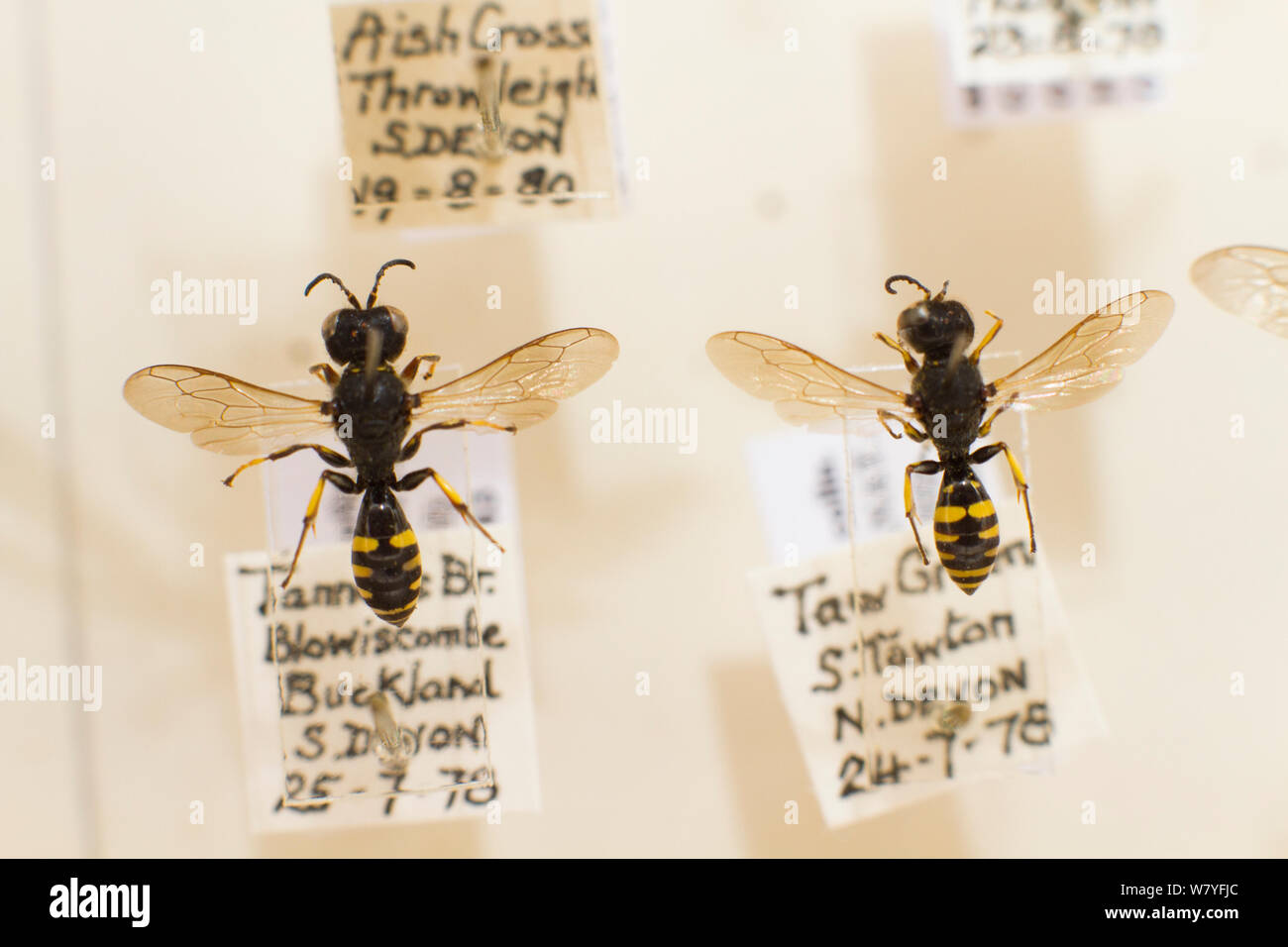 Solitary Bees, wasp mimicking species, Oxford Natural History museum