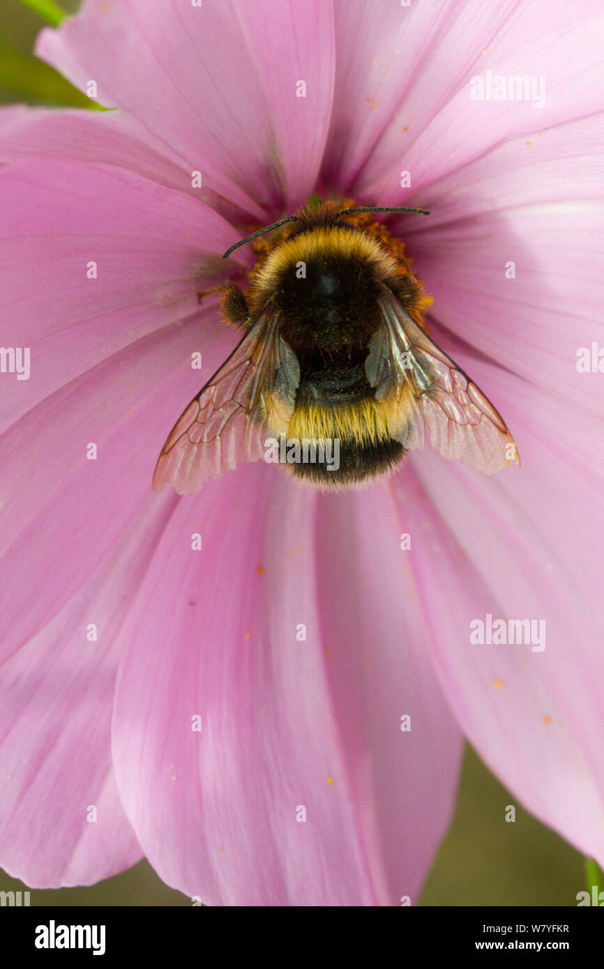 Bumble bee cosmos flower hi-res stock photography and images - Alamy
