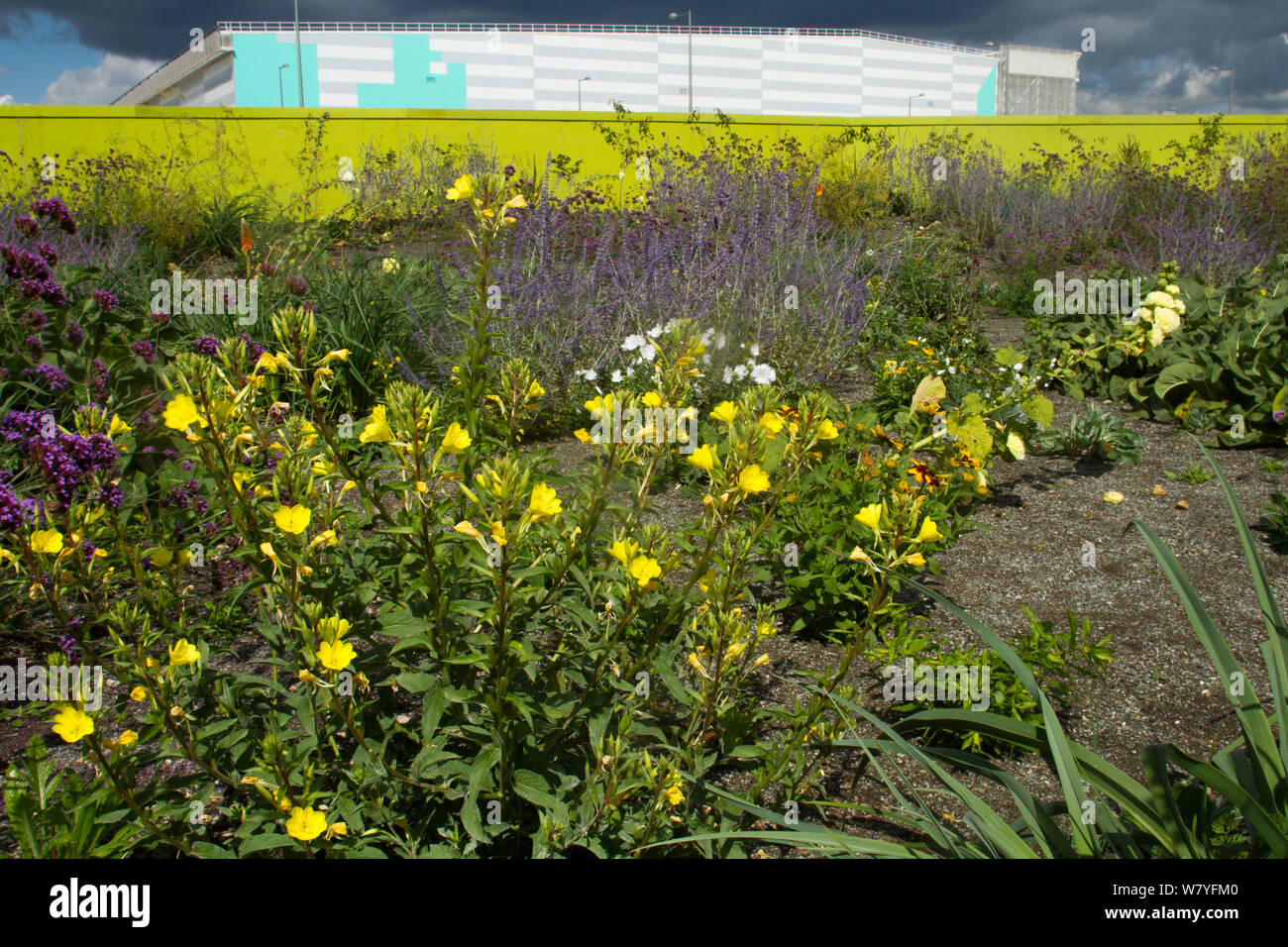 Mixture of flowering plants including evening primrose (Oenothera biennis) planted to attract bees in formerly derelict land surrounding Olympic stadium. Queen Elizabeth Olympic Park, Stratford, London, England, UK, August 2014. Stock Photo