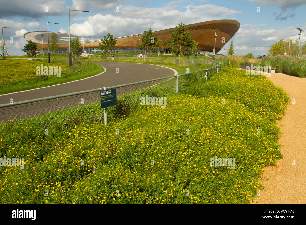 Bird&#39;s foot trefoil (Lotus corniculatus) sown to attract native bee species near, Queen Elizabeth Olympic Park with  National Velodrome background, Stratford, London, UK, August 2014. Stock Photo