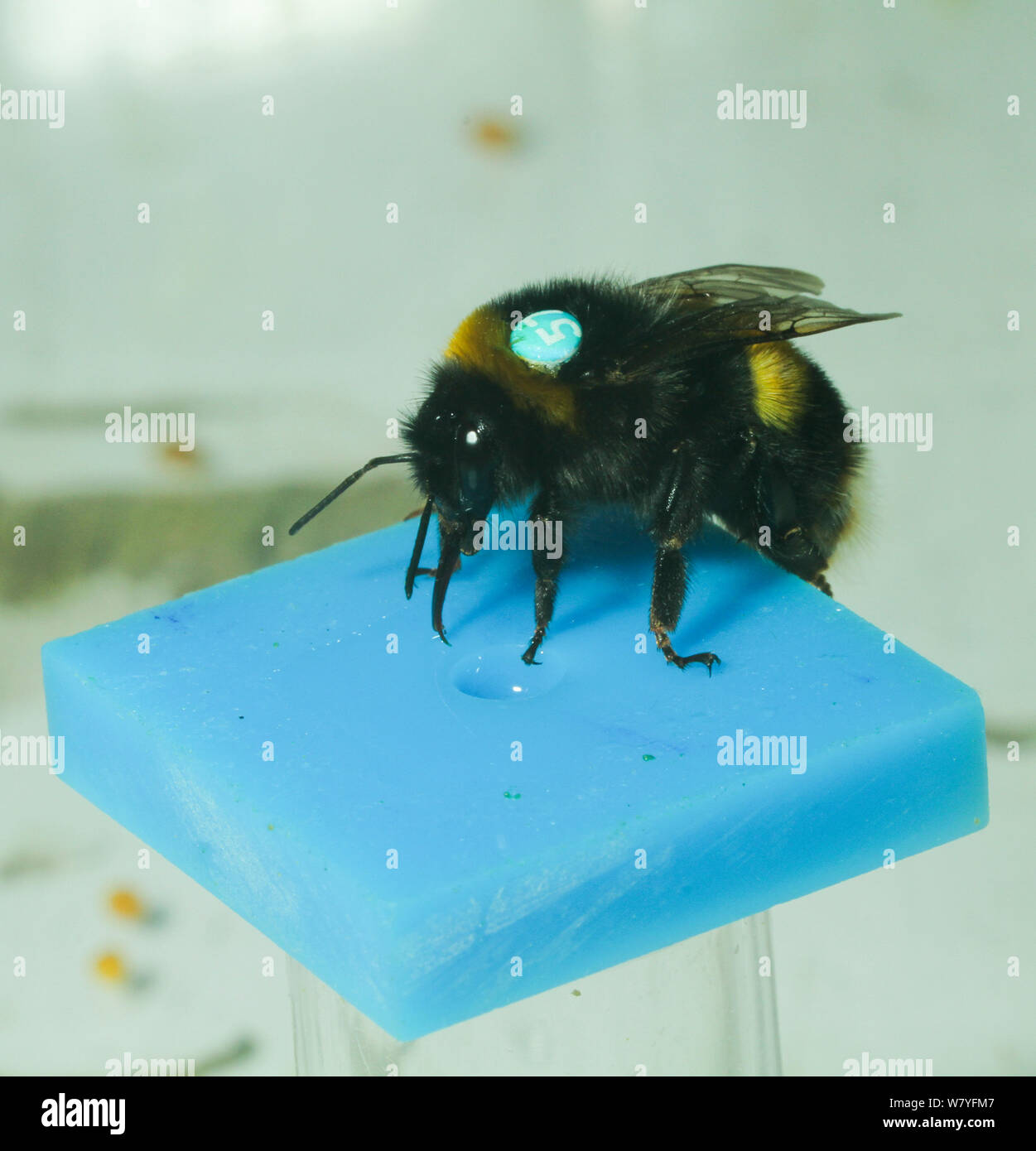 Buff tailed bumblebee (Bombus terrestris) feeding on sugar solution, during  experiment by Dr Stephan Wolf into flight behaviour of drones. Queen Mary  University, London, England, UK, September 2014 Stock Photo - Alamy