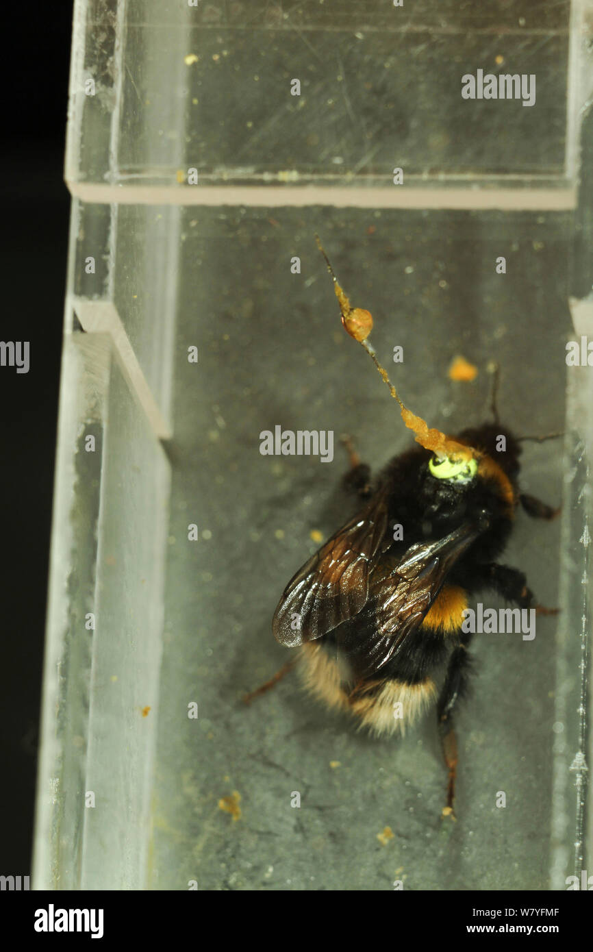 Buff Tailed Bumble Bee Bombus Terrestris Queen In Flight Tunnel With Transponder Attached By Dr Stephan Wolf To Monitor Its Flights Rothampsted Agricultural Research Station Hertfordshire Uk September Stock Photo Alamy