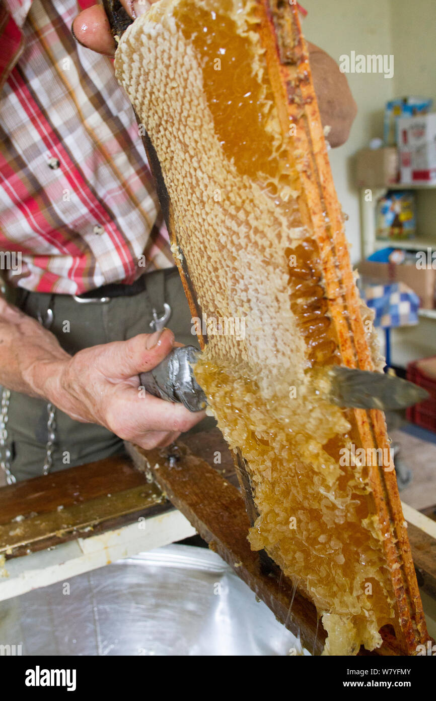 Beekeeper Removing Wax From Top Of Honey Comb Prior To Extracting Honey By Machine Usk Gwent Wales Uk August Stock Photo Alamy