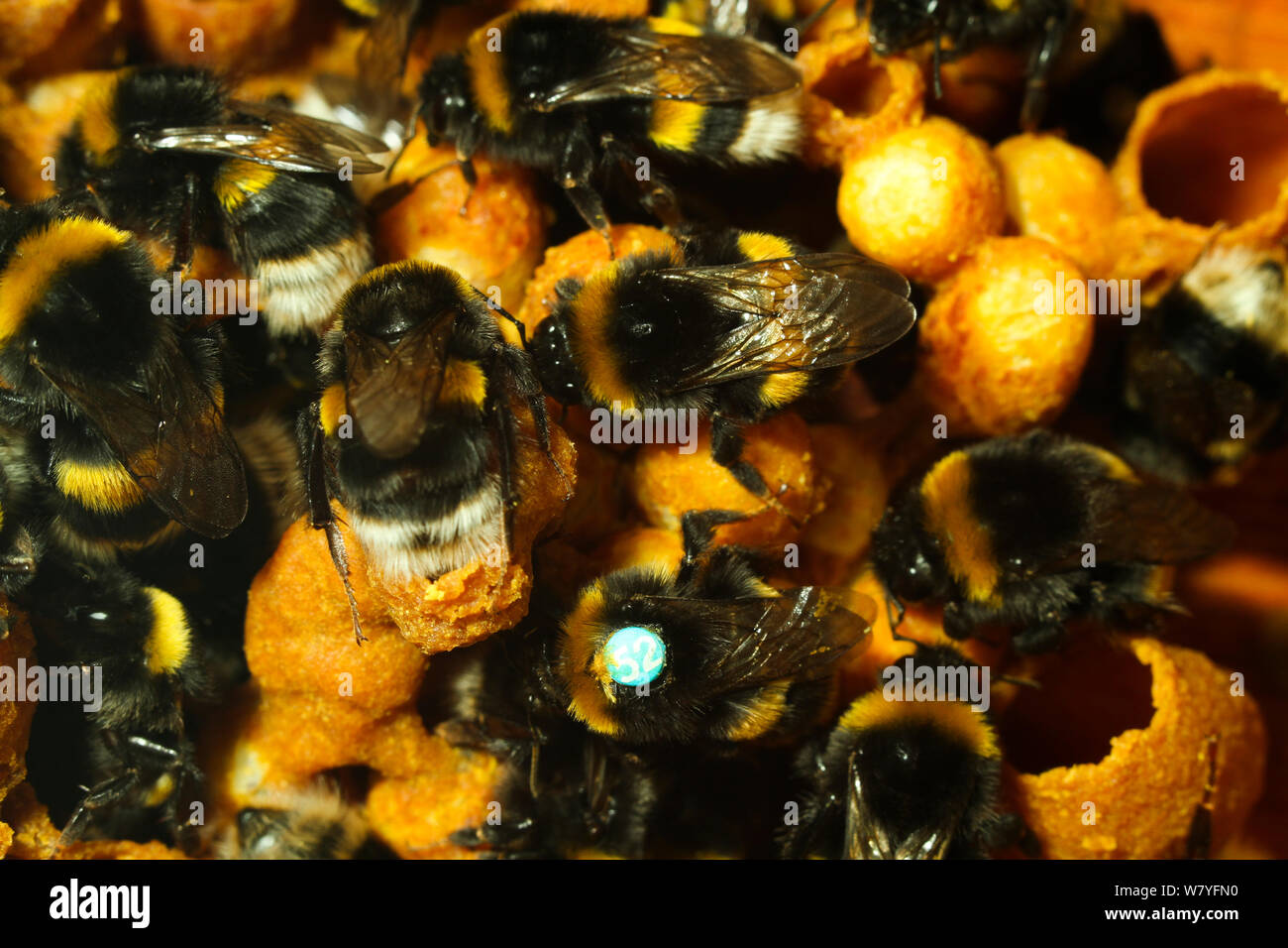 Bumblebee Nest High Resolution Stock Photography and Images Alamy